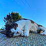 cat, hay_bale, outdoor, animal, sky, blue_sky, tree, green_eyes, fur, whiskers, nature, resting, daytime, curious, close_up, paw, rural, relaxed, animal_portrait, sunlight