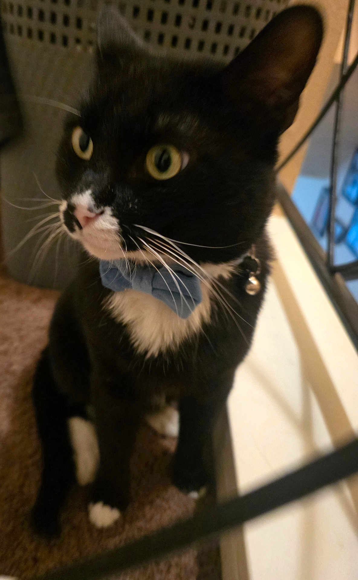 Firulais is registered to the contest to win money with this photo: animal, bell, black_and_white, bow_tie, carpet, cat, close_up, collar, curious, cute, domestic_animal, feline, home, indoor, pet, portrait, sitting, tuxedo_cat, whiskers, window