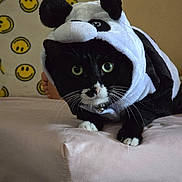 Firulais is registered to the contest to win money with this photo: animal, bed, black_and_white, blanket, cat, collar, costume, curious, cute, eyes, face, fur, indoor, panda, paws, pet, resting, smiley_face, soft, whiskers