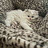 Arthur joined the competition — help win amazing prizes! animal, blanket, cat, comfort, cozy, cute, feline, fluffy, fur, indoor, kitten, leopard_print, paw, pet, relaxed, resting, small, soft, white_cat, young_animal