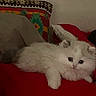 animal, blanket, cat, comfort, couch, cozy, cute, domestic, feline, fluffy, home, indoor, kitten, pet, pillow, resting, sleepy, soft, white_cat, young_cat
