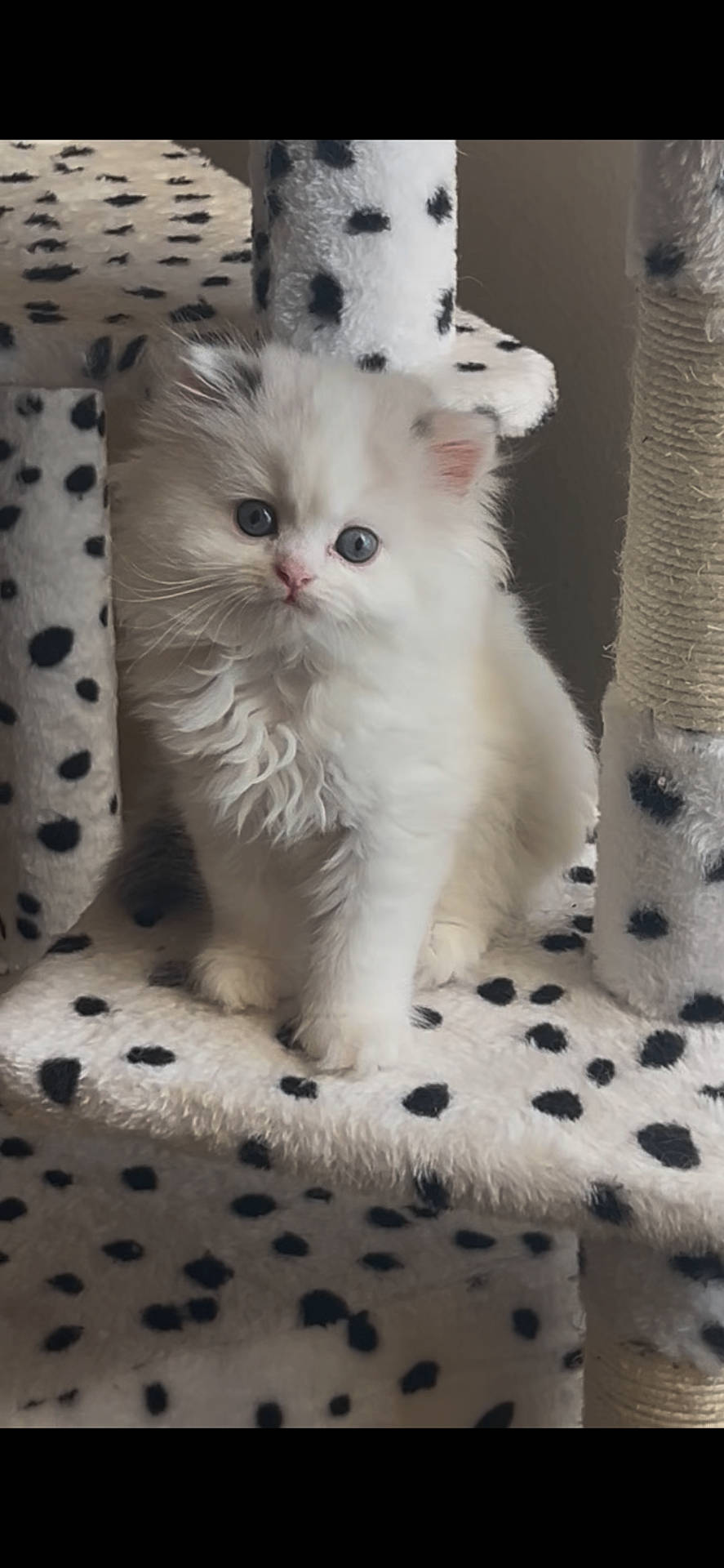 Arthur joined the competition — help win amazing prizes! animal, blue_eyes, cat, cat_tree, close_up, curious, cute, domestic, feline, fluffy, fur, indoor, kitten, pet, playful, polka_dot, sitting, whiskers, white, young