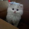 Arthur joined the competition — help win amazing prizes! animal, box, cardboard_box, cat, curious, cute, ears, feline, fluffy, fur, indoor, kitten, nose, pet, portrait, small, whiskers, white, wide_eyes, young