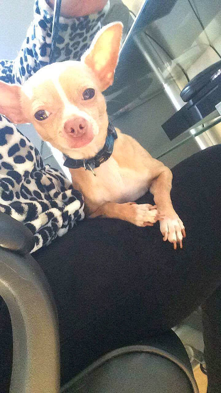 Hobby a rejoint le concours — aidez-le/la à gagner de superbes lots ! art, canidae, carnivore, chihuahua, comfort, companion_dog, dog, dog_breed, dog_supply, ear, fawn, fur, head, snout, tail, terrestrial_animal, toy_dog, vehicle_door, whiskers, working_animal