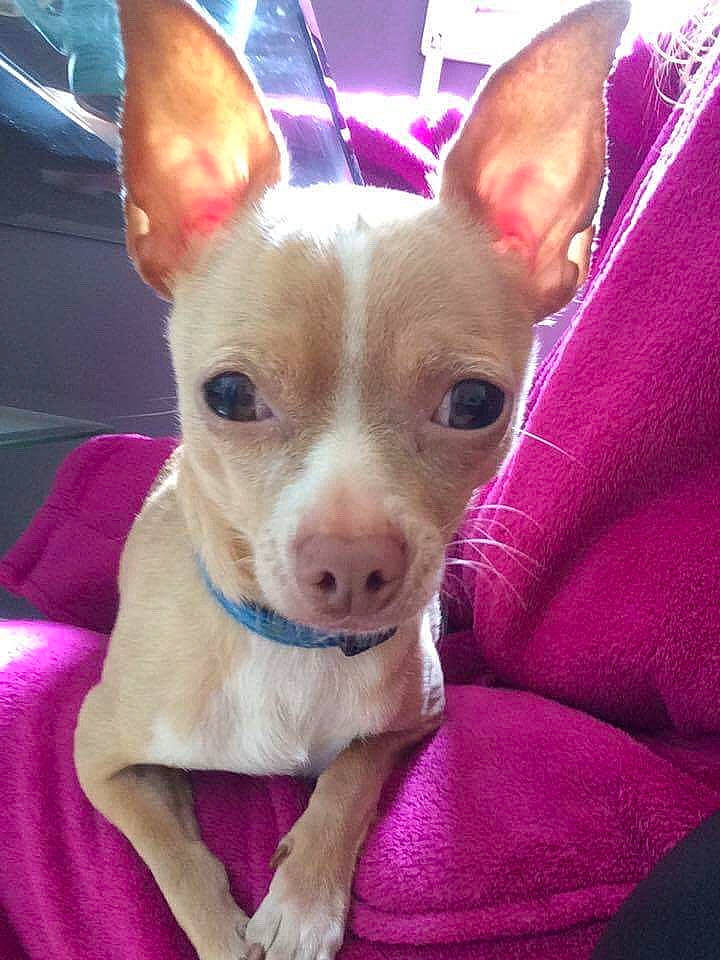 Hobby a rejoint le concours — aidez-le/la à gagner de superbes lots ! canidae, carnivore, chihuahua, comfort, companion_dog, dog, dog_breed, dog_supply, ear, eye, fawn, head, human_body, mammal, pink, snout, sporting_group, toy_dog, whiskers, working_animal