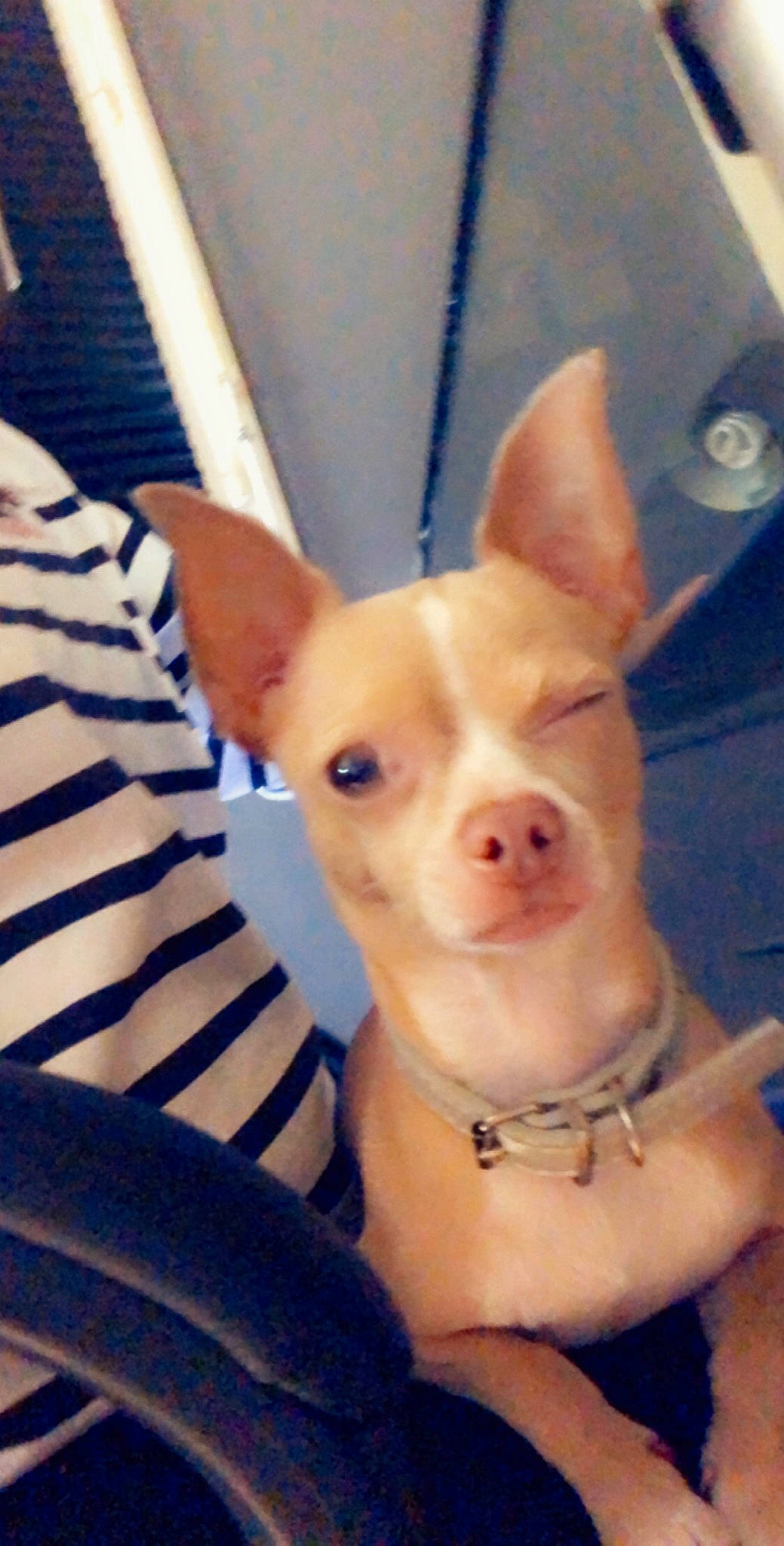 Hobby a rejoint le concours — aidez-le/la à gagner de superbes lots ! canidae, carnivore, collar, companion_dog, dog, dog_breed, dog_collar, dog_supply, ear, fawn, fur, jaw, non_sporting_group, snout, sporting_group, tail, terrestrial_animal, toy_dog, whiskers, working_animal