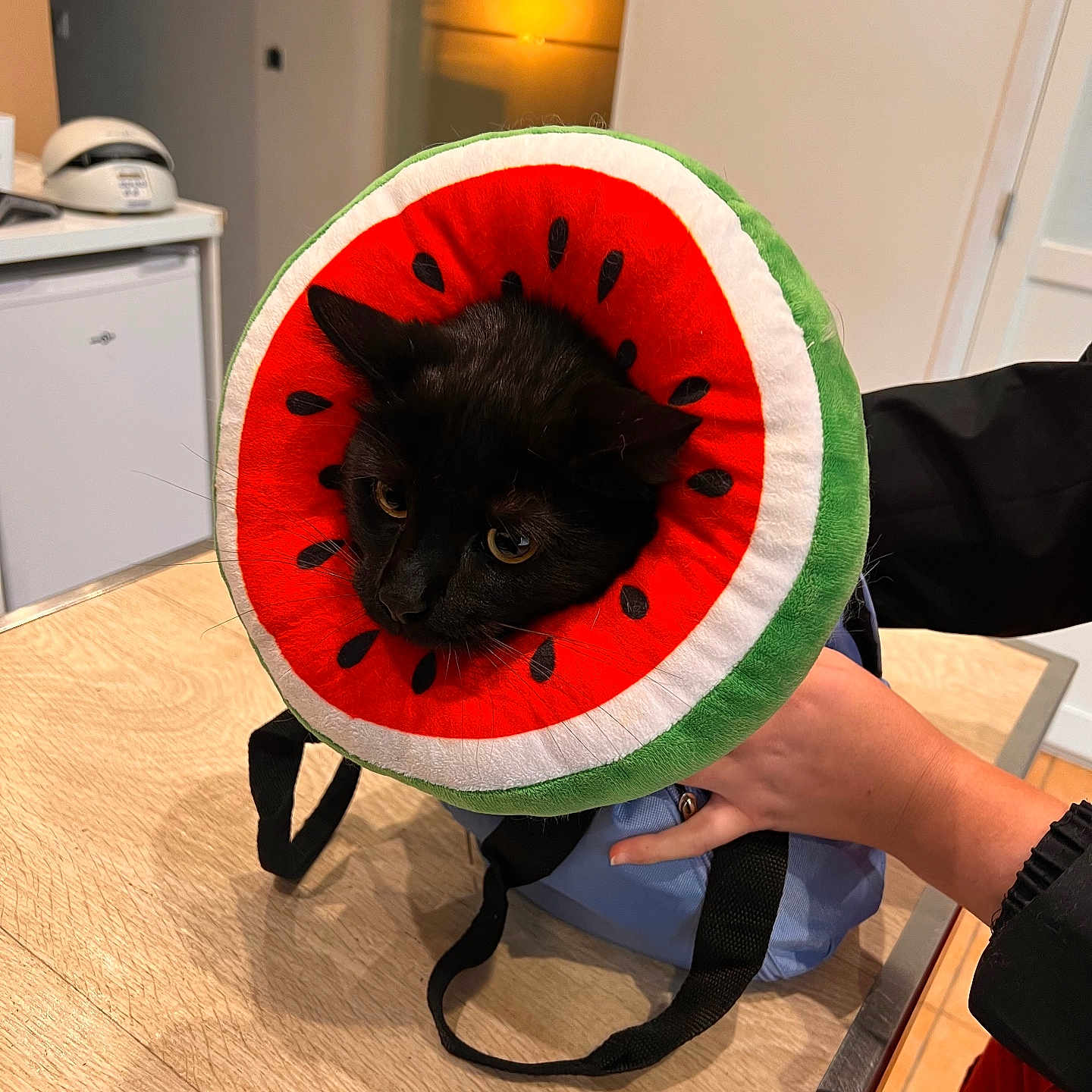 Uno participe au concours pour gagner de l'argent avec cette photo : animal, baby, blackcat, canine, cat, food, fruit, furniture, hardwood, helmet, indoors, interiordesign, kitten, melon, person, pet, plant, produce, watermelon, wood