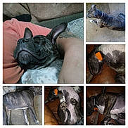 Jada is registered to the contest to win money with this photo: dog, brindle, sleeping, collar, orange_tag, lying_down, resting, indoor, outdoor, couch, floor, paw, fur, tattooed_arm, closeup, pet, relaxing, composite, multiple_images, animal