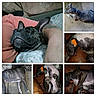 dog, brindle, sleeping, collar, orange_tag, lying_down, resting, indoor, outdoor, couch, floor, paw, fur, tattooed_arm, closeup, pet, relaxing, composite, multiple_images, animal