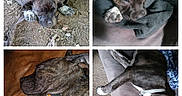 Jada is registered to the contest to win money with this photo: animal, black, blanket, brindle, brown, closeup, collage, couch, cute, dog, fur, indoor, outdoor, paw, pet, pillow, puppy, relaxing, resting, sleeping