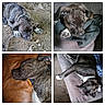 Jada is registered to the contest to win money with this photo: dog, puppy, sleeping, brindle, collage, indoor, outdoor, blanket, couch, pillow, fur, paw, pet, relaxing, closeup, brown, black, cute, animal, resting
