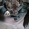 puppy, dog, brindle, resting, blanket, carpet, indoor, closeup, pet, sleepy, cozy, fur, paw, animal, cute, young, comfort, relaxation, soft, shadows