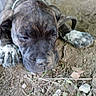 Jada is registered to the contest to win money with this photo: puppy, dog, sleeping, close_up, brindle, paws, dirt, outdoor, animal, pet, canine, young, nature, snout, resting, fur, ears, collar, ground, cute
