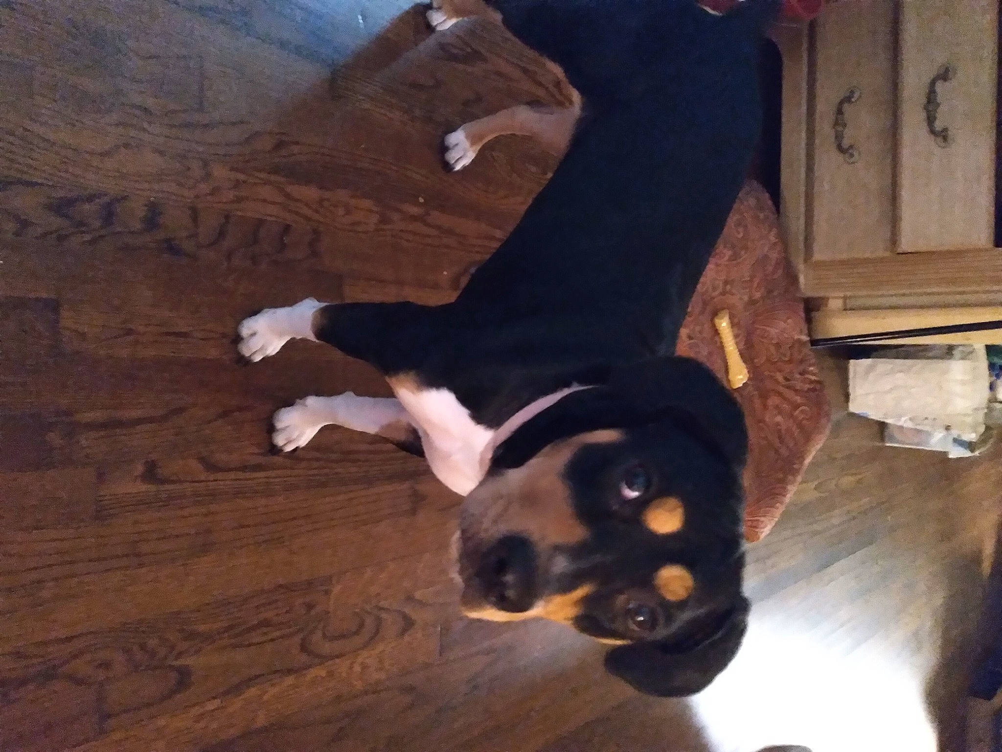 Shailo joined the competition — help win amazing prizes! brown, canidae, carnivore, cloud, companion_dog, dog, dog_breed, fawn, floor, flooring, fur, guard_dog, hardwood, plant, sky, snout, sporting_group, tail, tints_and_shades, wood