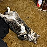 cat, feline, gray_cat, white_fur, ginger_patches, tabby, lying_down, upside_down, playful, cute, green_eyes, pink_nose, paws, whiskers, carpet, indoor, home, cleaning_product, household_items, portrait