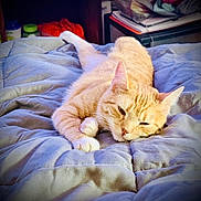 Kylie is registered to the contest to win money with this photo: cat, orange_tabby, bed, comforter, indoor, feline, resting, sleepy, paw, whiskers, ears, fur, domestic_animal, relaxation, cozy, soft, blanket, home, pet, animal