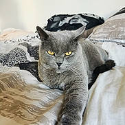 Pasha a rejoint le concours — aidez-le/la à gagner de superbes lots ! animal, bed, bedding, cat, close_up, cozy, domestic_cat, feline, fur, gray_cat, indoor, paw, pet, portrait, relaxed, resting, sleepy, stretching, whiskers, yellow_eyes
