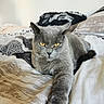 animal, bed, bedding, cat, close_up, cozy, domestic_cat, feline, fur, gray_cat, indoor, paw, pet, portrait, relaxed, resting, sleepy, stretching, whiskers, yellow_eyes