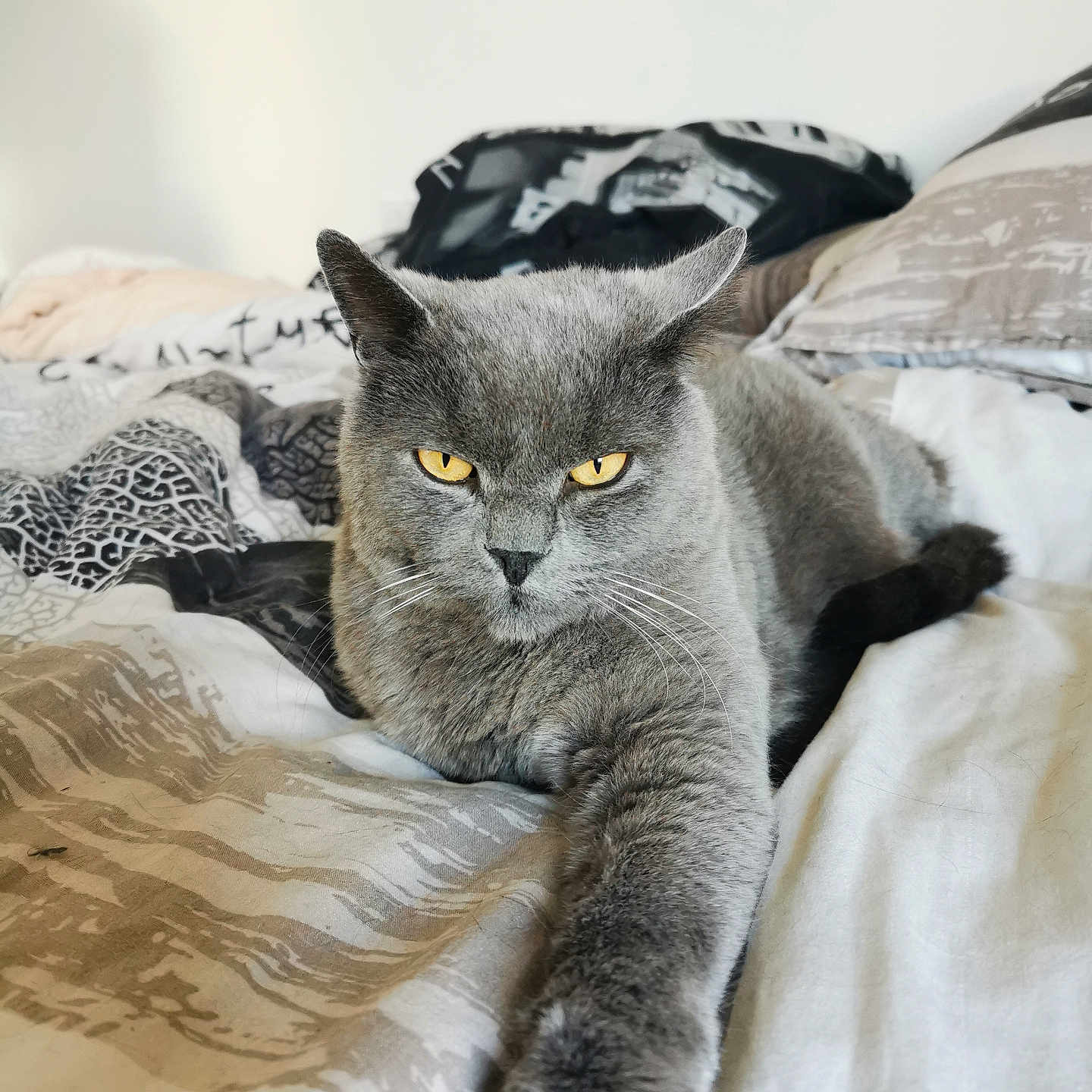 Pasha