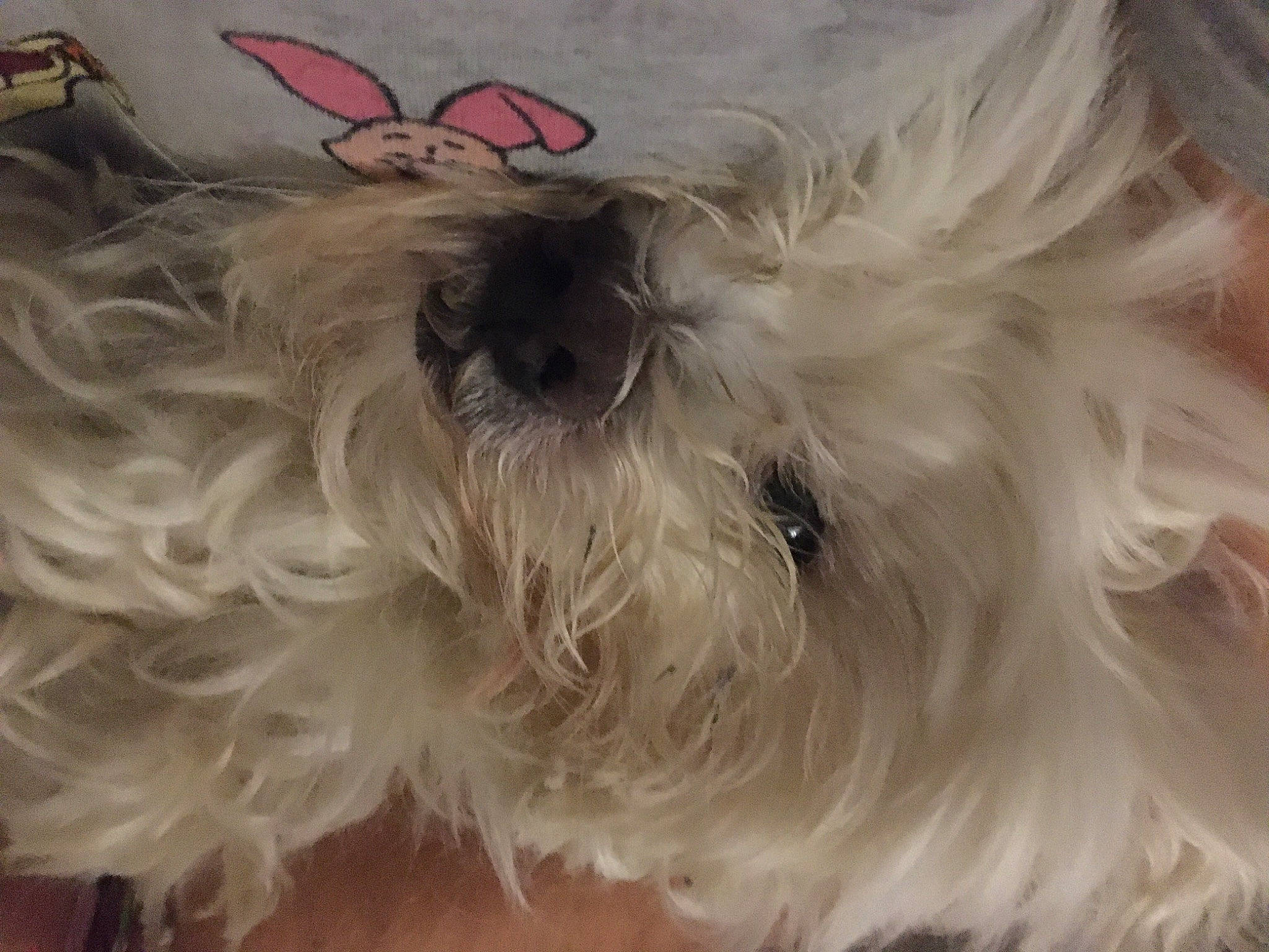 Flocon a rejoint le concours — aidez-le/la à gagner de superbes lots ! canidae, carnivore, companion_dog, dog, dog_breed, dog_supply, fashion_accessory, fawn, fur, liver, maltepoo, puppy, shih_poo, small_terrier, snout, sporting_group, terrier, toy_dog, whiskers, working_animal