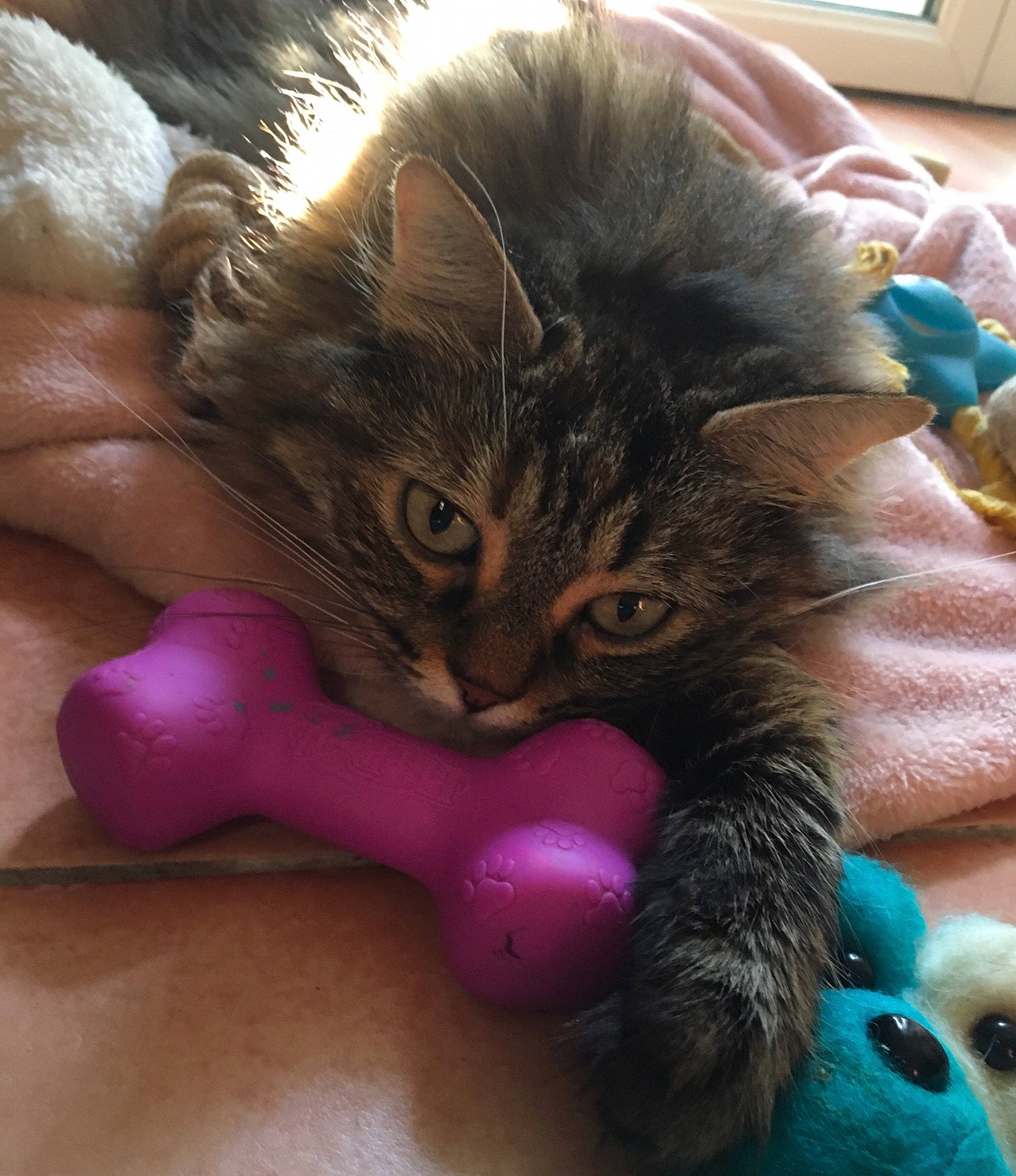 Litchee participe au concours pour gagner de l'argent avec cette photo : carnivore, cat, cat_toy, claw, comfort, domestic_short_haired_cat, ear, fawn, felidae, finger, fur, gesture, lap, nail, paw, plant, small_to_medium_sized_cats, snout, tail, whiskers