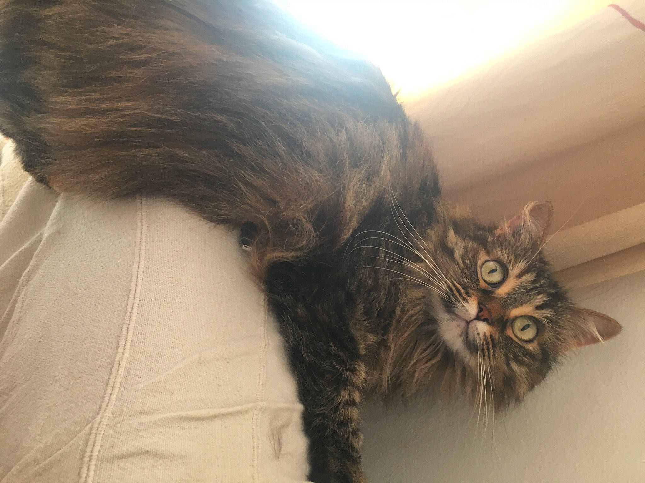 Litchee a rejoint le concours — aidez-le/la à gagner de superbes lots ! black_cat, carnivore, cat, claw, comfort, domestic_short_haired_cat, felidae, fur, maine_coon, mammal, paw, small_to_medium_sized_cats, snout, tail, whiskers, window, winter, wood