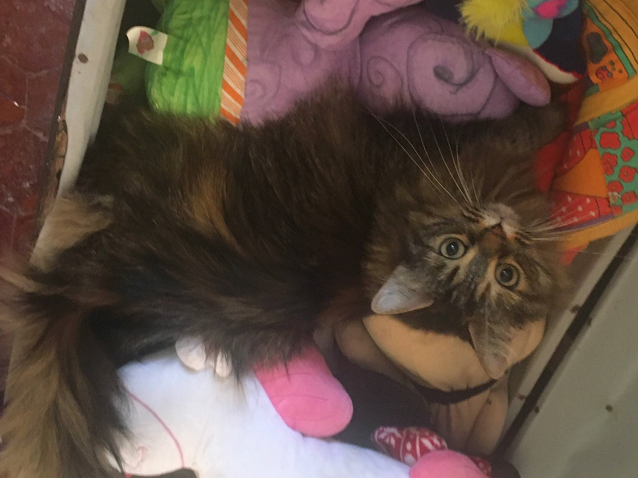 Litchee participe au concours pour gagner de l'argent avec cette photo : carnivore, cat, comfort, companion_dog, ear, fawn, felidae, finger, fur, gesture, head, human_body, nail, pink, small_to_medium_sized_cats, snout, tail, textile, toy, whiskers