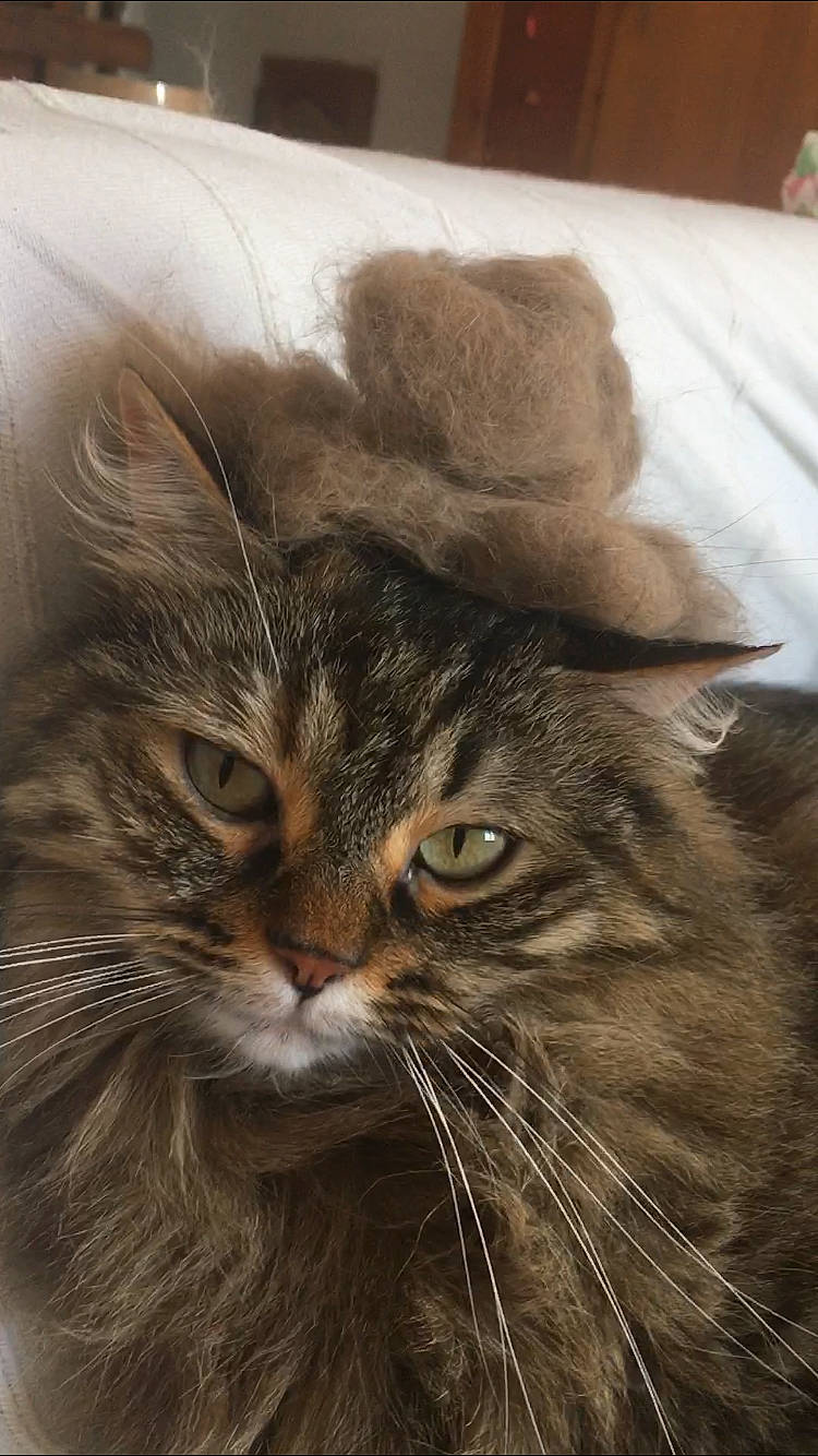 Litchee a rejoint le concours — aidez-le/la à gagner de superbes lots ! art, carnivore, cat, domestic_short_haired_cat, fawn, felidae, fur, small_to_medium_sized_cats, snout, terrestrial_animal, whiskers, wildlife, wood