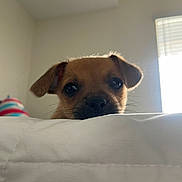 Osito Acosta joined the competition — help win amazing prizes! puppy, dog, pet, indoor, bedroom, window, white_bedspread, curious, closeup, face, ears, whiskers, nose, blanket, soft_light, home, cute, animal, young, peeking