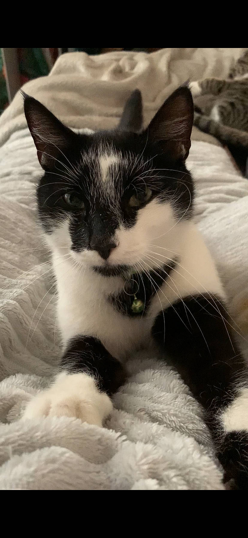 Neko is registered to the contest to win money with this photo: carnivore, cat, claw, close_up, comfort, domestic_short_haired_cat, felidae, foot, fur, monochrome, monochrome_photography, nap, paw, sitting, small_to_medium_sized_cats, snout, tail, terrestrial_animal, tree, whiskers