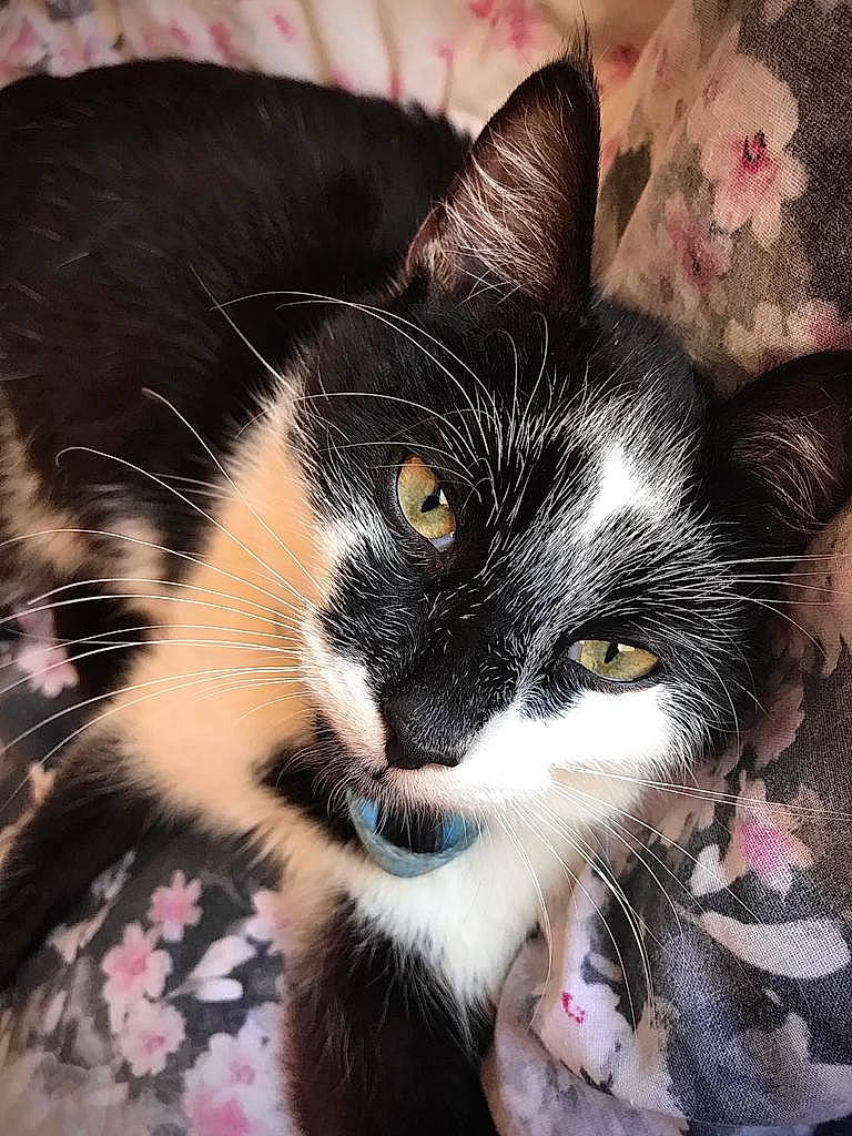 Neko joined the competition — help win amazing prizes! carnivore, cat, claw, close_up, comfort, domestic_short_haired_cat, eye, felidae, foot, fur, grass, iris, nap, paw, sky, small_to_medium_sized_cats, snout, square, tail, whiskers