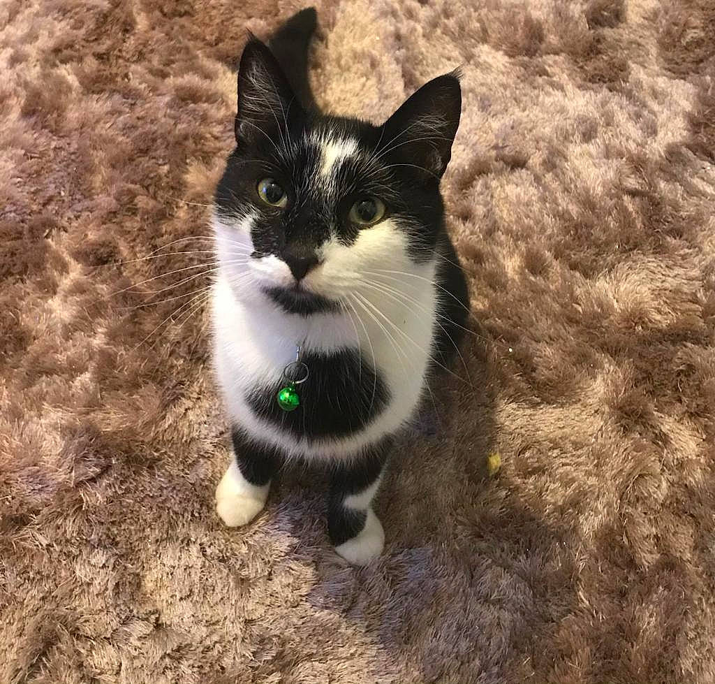 Neko joined the competition — help win amazing prizes! asphalt, carnivore, cat, domestic_short_haired_cat, electric_blue, felidae, foot, fur, grass, human_leg, paw, road_surface, shadow, small_to_medium_sized_cats, snout, soil, tail, terrestrial_animal, whiskers, window