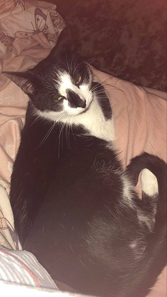 Jasper is registered to the contest to win money with this photo: carnivore, cat, cloud, comfort, domestic_short_haired_cat, eye, felidae, foot, fur, human_body, human_leg, leg, monochrome, monochrome_photography, paw, small_to_medium_sized_cats, snout, tail, tints_and_shades, whiskers