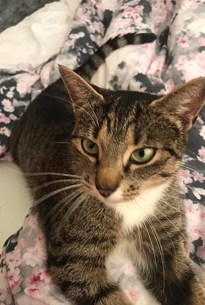 Trico is registered to the contest to win money with this photo: carnivore, cat, domestic_short_haired_cat, felidae, fur, paw, small_to_medium_sized_cats, snout, terrestrial_animal, tree, whiskers