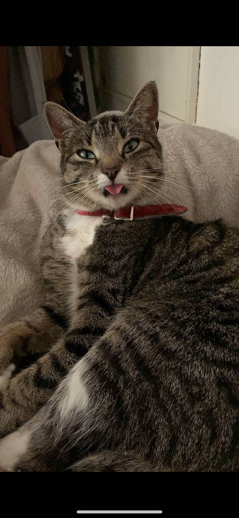 Trico is registered to the contest to win money with this photo: carnivore, cat, claw, comfort, domestic_short_haired_cat, felidae, fur, grey, paw, small_to_medium_sized_cats, snout, terrestrial_animal, whiskers