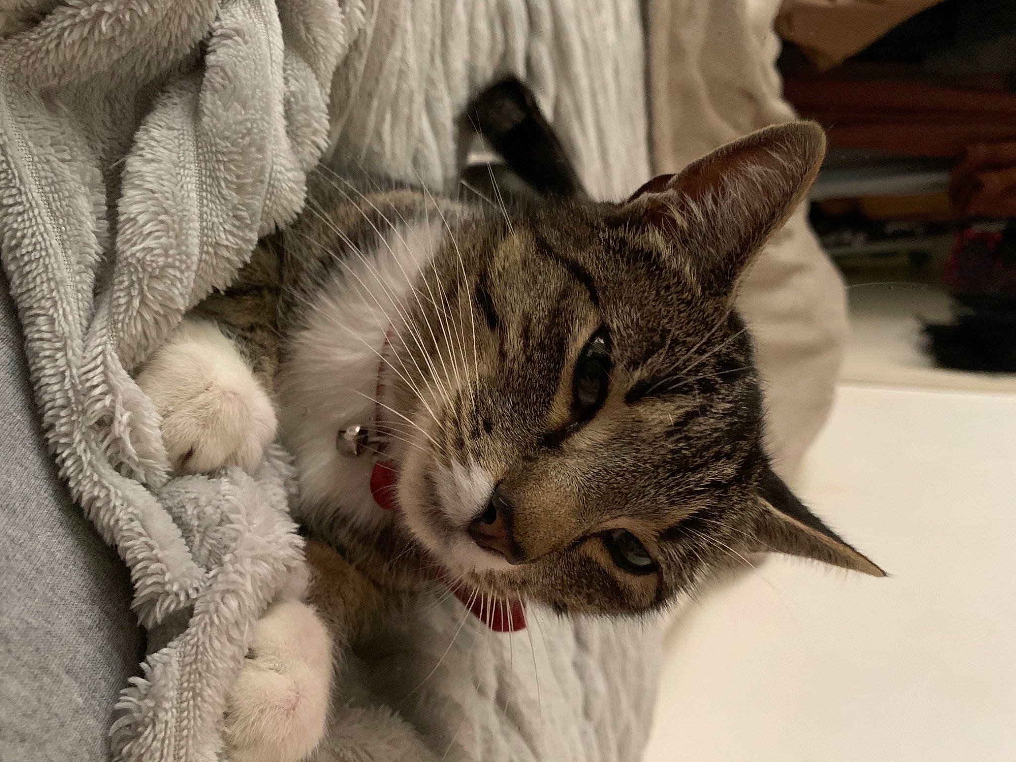 Trico joined the competition — help win amazing prizes! carnivore, cat, claw, comfort, domestic_short_haired_cat, eyelash, felidae, fur, grey, monochrome_photography, nap, paw, small_to_medium_sized_cats, snout, tree, whiskers, wildlife, window