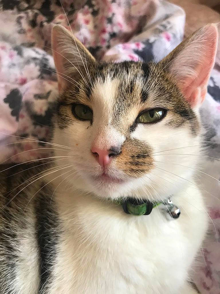 Gizmo joined the competition — help win amazing prizes! carnivore, cat, collar, domestic_short_haired_cat, felidae, fur, grass, paw, plant, small_to_medium_sized_cats, snout, whiskers, window