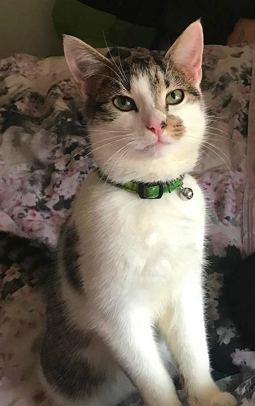 Gizmo joined the competition — help win amazing prizes! carnivore, cat, claw, collar, domestic_short_haired_cat, door, felidae, fur, iris, paw, sitting, small_to_medium_sized_cats, snout, tail, terrestrial_animal, whiskers, window