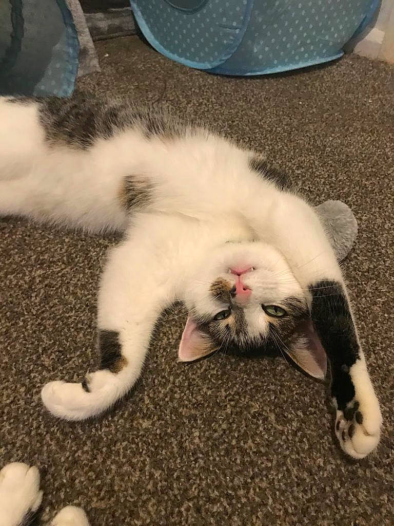 Gizmo joined the competition — help win amazing prizes! carnivore, cat, claw, comfort, dishware, domestic_short_haired_cat, fang, felidae, foot, fur, human_leg, kitchen_utensil, lap, nap, paw, serveware, small_to_medium_sized_cats, snout, tail, whiskers