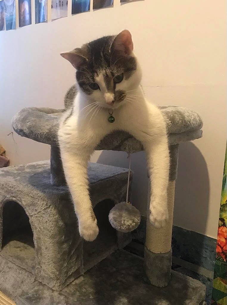 Gizmo joined the competition — help win amazing prizes! carnivore, cat, cat_furniture, cat_supply, claw, domestic_short_haired_cat, eye, fawn, felidae, fur, paw, plant, sitting, small_to_medium_sized_cats, snout, stuffed_toy, tail, terrestrial_animal, whiskers