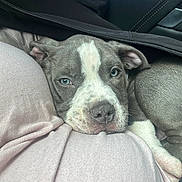 Duke joined the competition — help win amazing prizes! puppy, dog, gray, white, blue_eyes, sleepy, closeup, face, nose, ear, fur, blanket, clothing, fabric, zipper, soft, comfort, resting, indoor, cozy