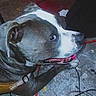 dog, canine, pet, animal, gray, white, floor, concrete, cable, leash, bottle, side_view, resting, indoor, curious, collar, muzzle, ears, snout, paw
