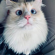 Titminet participe au concours pour gagner de l'argent avec cette photo : animal, blue_eyes, cat, close_up, curious, cute, ears, face, feline, fluffy, indoor, long_fur, nose, pet, pink_nose, portrait, soft_fur, whisker_pad, whiskers, wide_eyes