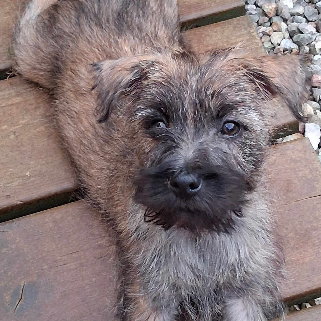 Biscotte participe au concours pour gagner de l'argent avec cette photo : dog, puppy, wooden_planks, stones, outdoor, fur, canine, pet, animal, cute, lying_down, looking_up, small_dog, brown_fur, black_nose, ears, whiskers, playful, young, adorable