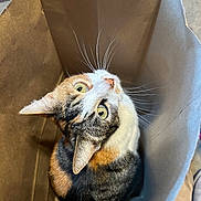 Indie is registered to the contest to win money with this photo: cat, calico_cat, paper_bag, whiskers, green_eyes, looking_up, cardboard, indoor, pet, curious, close_up, fur, sitting, top_down_view, playful, ears, nose, box, home, carpet