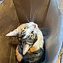 cat, calico_cat, paper_bag, whiskers, green_eyes, looking_up, cardboard, indoor, pet, curious, close_up, fur, sitting, top_down_view, playful, ears, nose, box, home, carpet