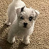 puppy, dog, white_fur, black_markings, carpet, indoor, pet, cute, small_dog, animal, fur, standing, looking_up, young_dog, domestic_animal, companion, fluffy, friendly, adorable, curious