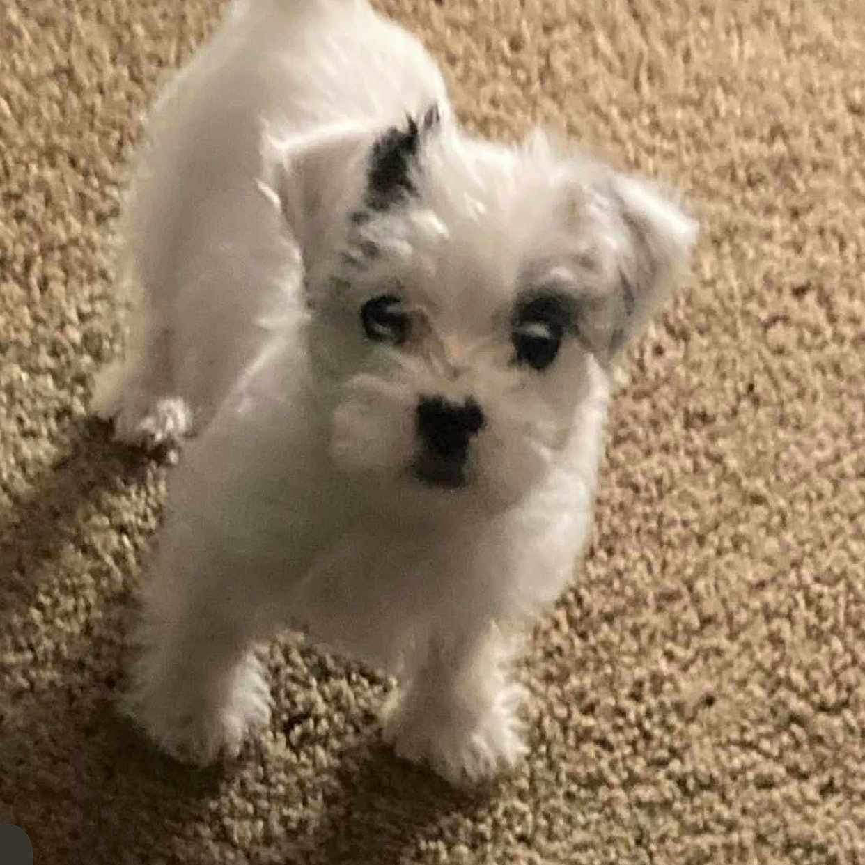 Milo