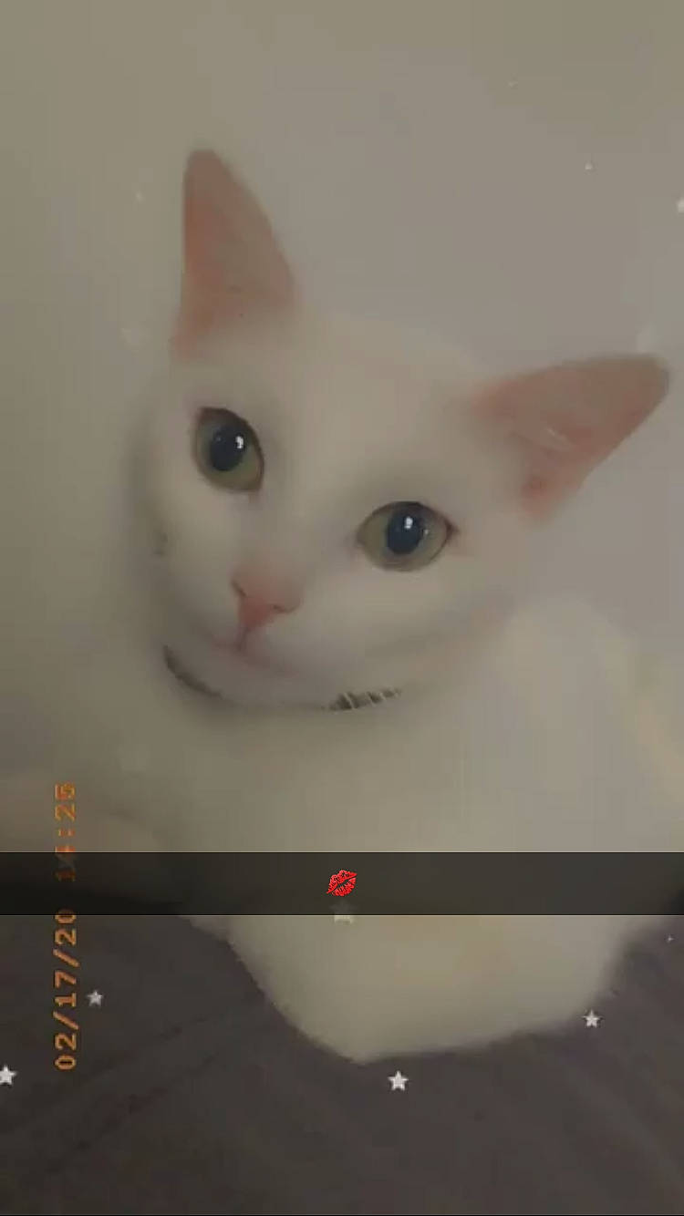 Mia a rejoint le concours — aidez-le/la à gagner de superbes lots ! carnivore, cat, domestic_short_haired_cat, eye, felidae, khao_manee, kitten, nose, small_to_medium_sized_cats, snout, tail, turkish_angora, turkish_van, whiskers