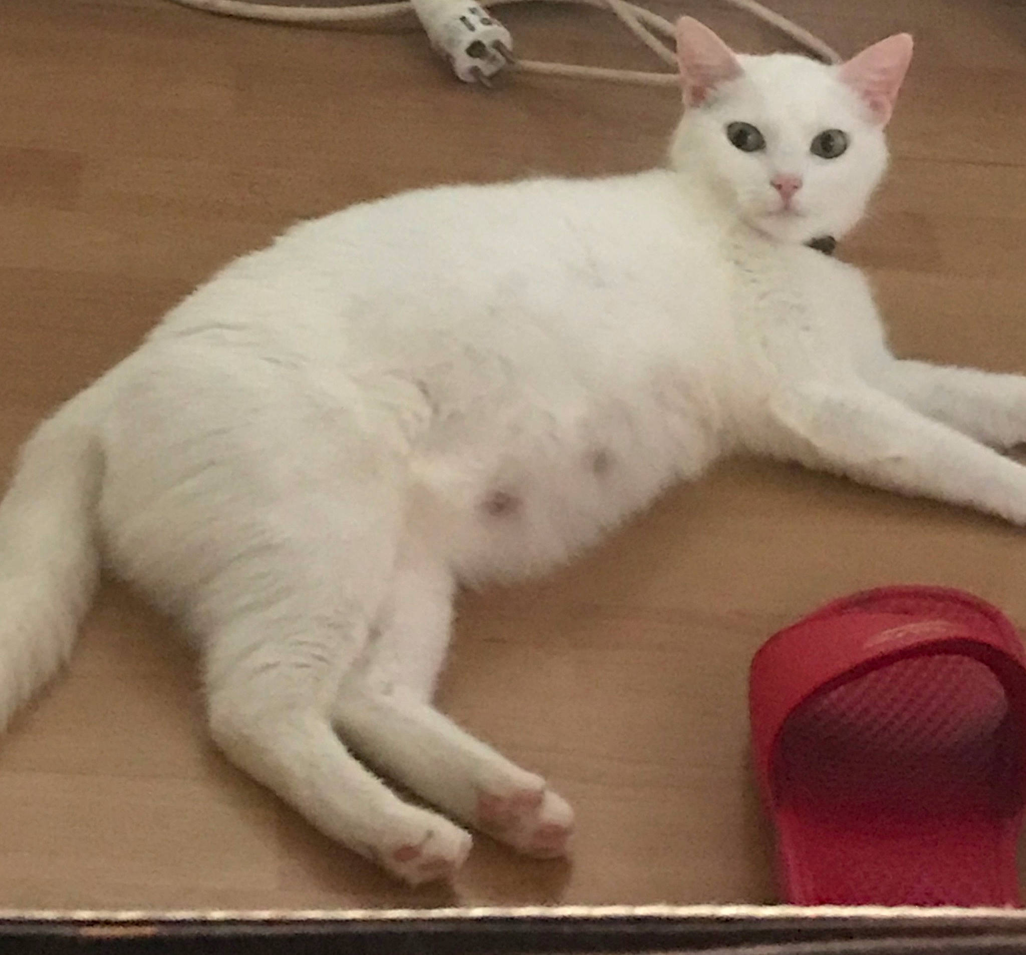 Mia participe au concours pour gagner de l'argent avec cette photo : asian, burmilla, carnivore, cat, colorpoint_shorthair, domestic_short_haired_cat, eye, felidae, javanese, khao_manee, kitten, mammal, nose, paw, small_to_medium_sized_cats, tail, turkish_angora, turkish_van, vertebrate, whiskers